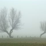 Fog in the morning