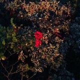 autumn romantic collection for Birdie