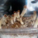 Mushroom Traxx 2.2