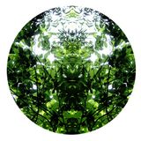 46 # The Clearest Way into the Universe is is through the Forest Wilderness by José Belo