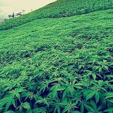 SATIVAGANGSTA 4/20 MIX