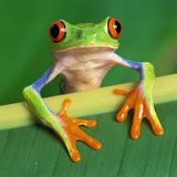 Rob Jay - slippery frog - live - 21.4.96 . remastered from TDK SA90 cass - SIDE A