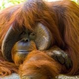 Save Orangutan Borneo - Sumatra Now