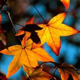 AlexEstet - Fall of the leaf