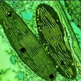 lysosome chloroplaste