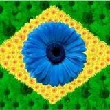 Samba do Brasil - Vol. 02