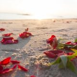 Sea of Roses
