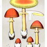 Gualter Bachata y la Amanita Sabrosa