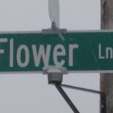 Salient - Flower Lane Presents...1