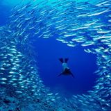 DJMidi - Progressive Pool (Cousteau's Underwater World)