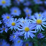 cotton_studio_andrey_pushkarev_&_izhevski_blaue blumen
