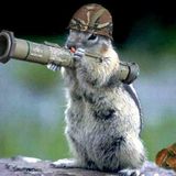 Squirrel Army