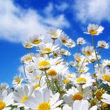 JAZZY AMBIENT GROOVES!