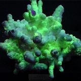 psidre felix - dB auroraura (tT Radio - Jan 26 2012)