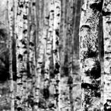 soundscapes_2013_rebwarfailli