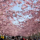 Sash B - New spring new story (2013 April Mix)
