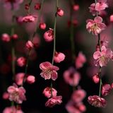 Blossom!