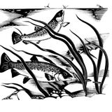 The Language of Rivers, written and read by Sue Clifford