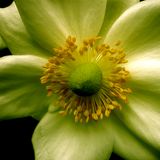 Peace Monix (Spring Blend) :Yum: