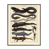 Olme, Molche, Salamander
