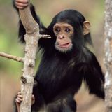 Climbing Tree
