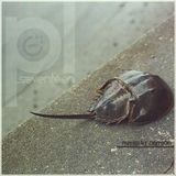 The Collective Loop Playlist-17 Mix