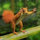 krol henriko mad squirrel mix