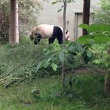 Inside the Zoo, History Pod, p1