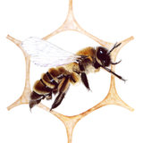 June Pollinate Part I