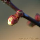 Weekend Podcast 06-01-13