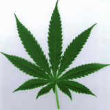 Level the Vibes High Grade Edition