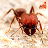 Thai-Fi - Fire Ant's Language (Progressive Bug)
