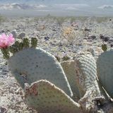 Dave Lock Spring 2011 Mix - Desert Bloom