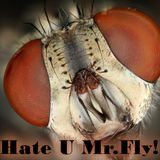 DrugsBunny - Hate you Mr.Flyface