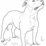 TeyDJ staffy mix