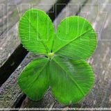 INTUZZ@CARPE DIEM (NUR EINMAL)