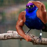 Lucian C - Birds with arms