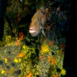 Seabreeze, OBX 2012-08-12 (part 2)