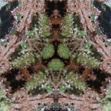 Leidoskope Vol. I - Mots Radio