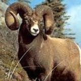Eid-Ul-Adha Greetings On Kibaaro