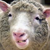 MmmmBaaaa
