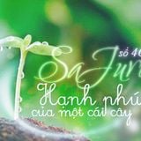 SaJuro số 46 - Hạnh phúc của một cái cây