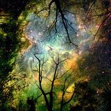 The Cosmos