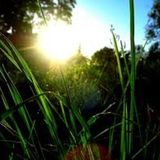 Naked in the Grass mix