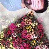 AMQ-Springtime