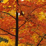 Luke Whibley - Autumn 2012 Mix