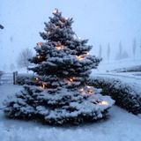 Roman Phunk - Merry Christmas