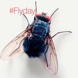 FLYDAY - MIX SET 2015 #01