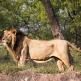 Africa Jah - Zion and beyond