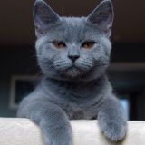 dancingcat-live@home-amalgam